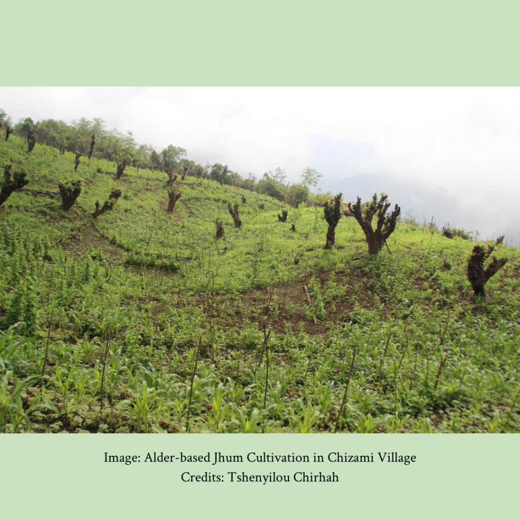 Alder Trees - Chizami, Nagaland